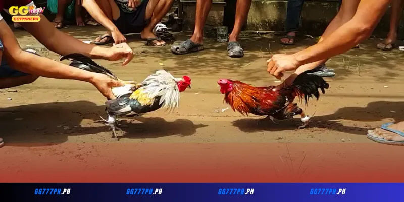 Mga Tips para sa Mas Matagumpay na Pagtaya sa Sabong GG777